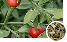 Butcher’s Broom root