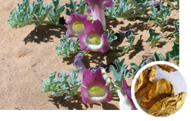 Devil’s Claw root
