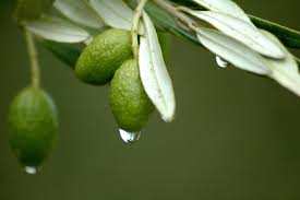 Olive Leaf