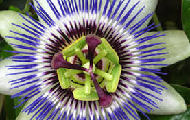Passion Flower