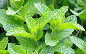Peppermint Leaf