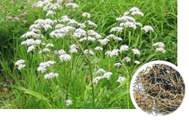Valerian Root