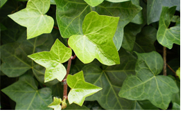 Ivy Leaf
