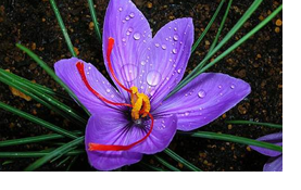 Crocus Sativus