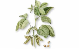 Soy Isoflavones