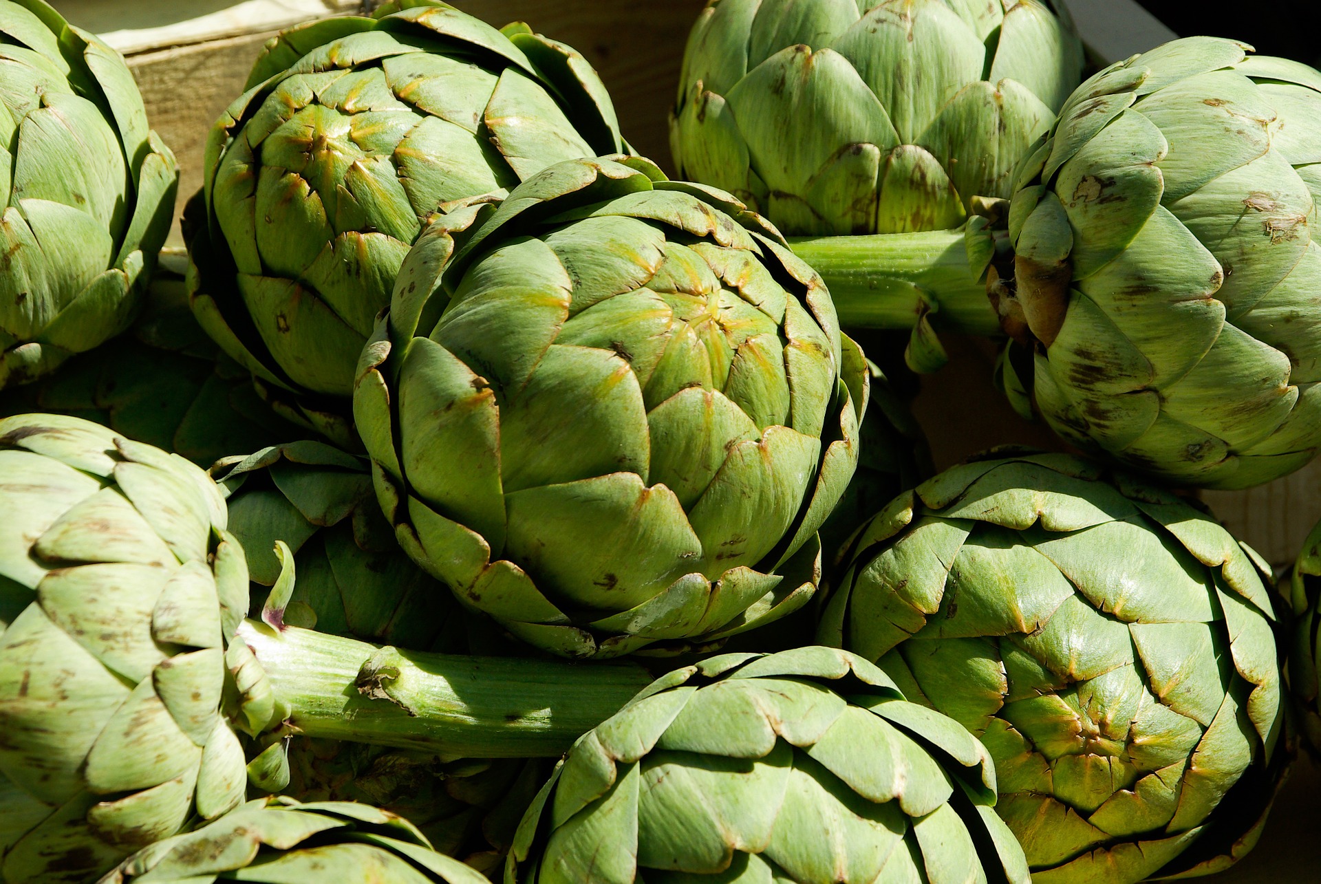 Artichoke Leaf