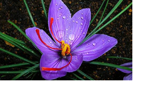 Crocus Sativus (Saffron Extract)