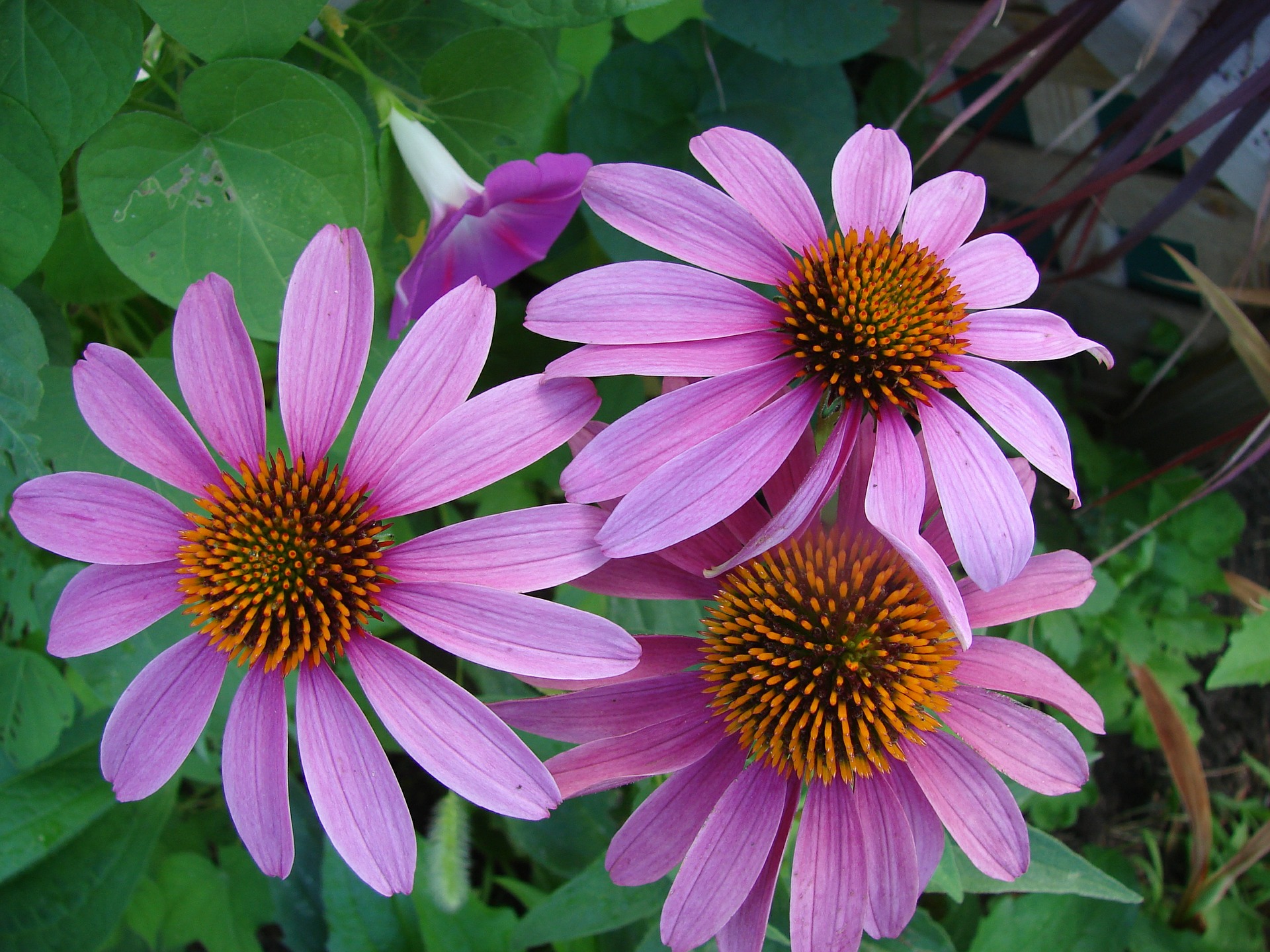 Echinacea root
