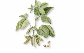 Isoflavones Dry Extract 40%