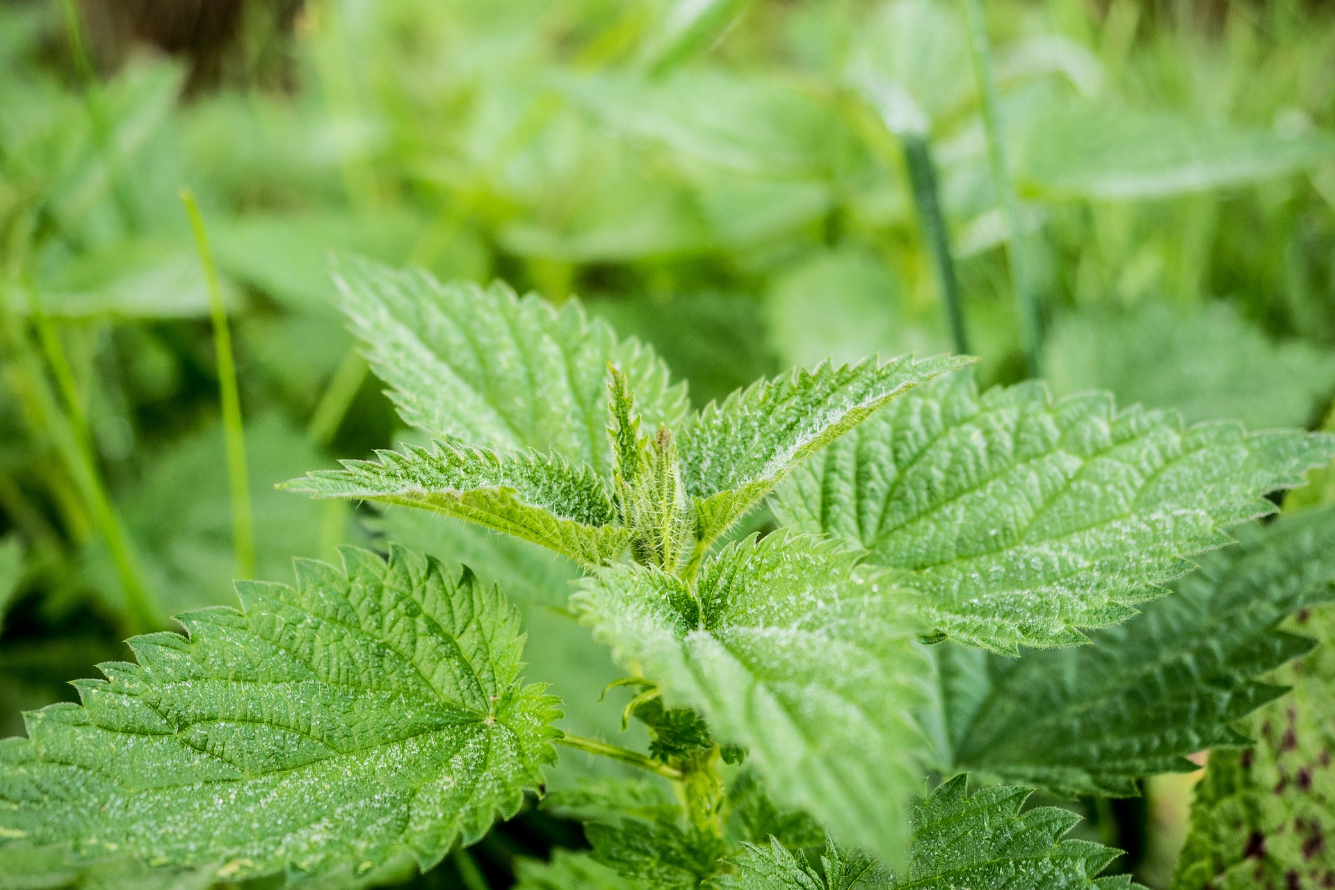Nettle root