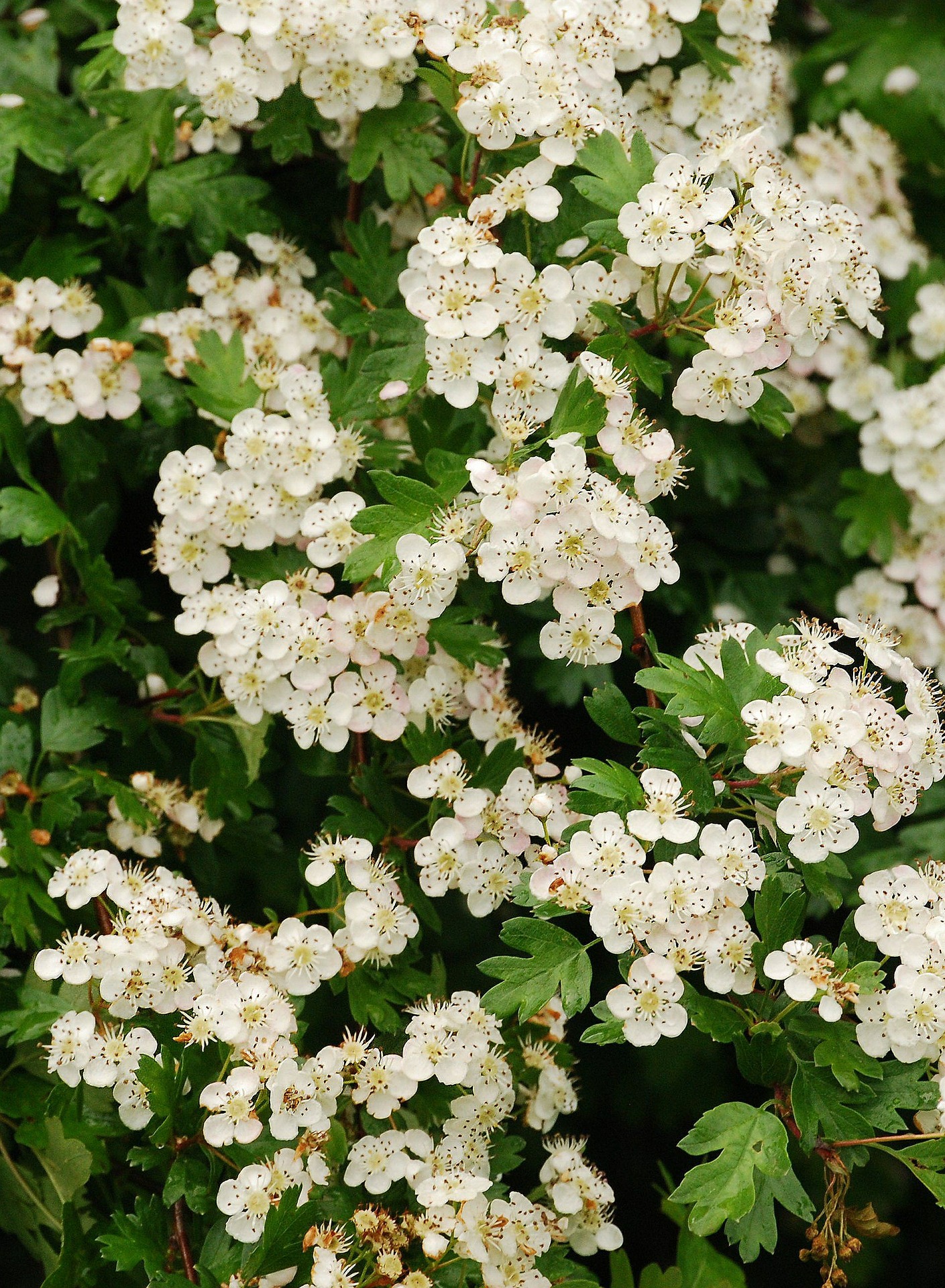 Hawthorn leaves & flowers