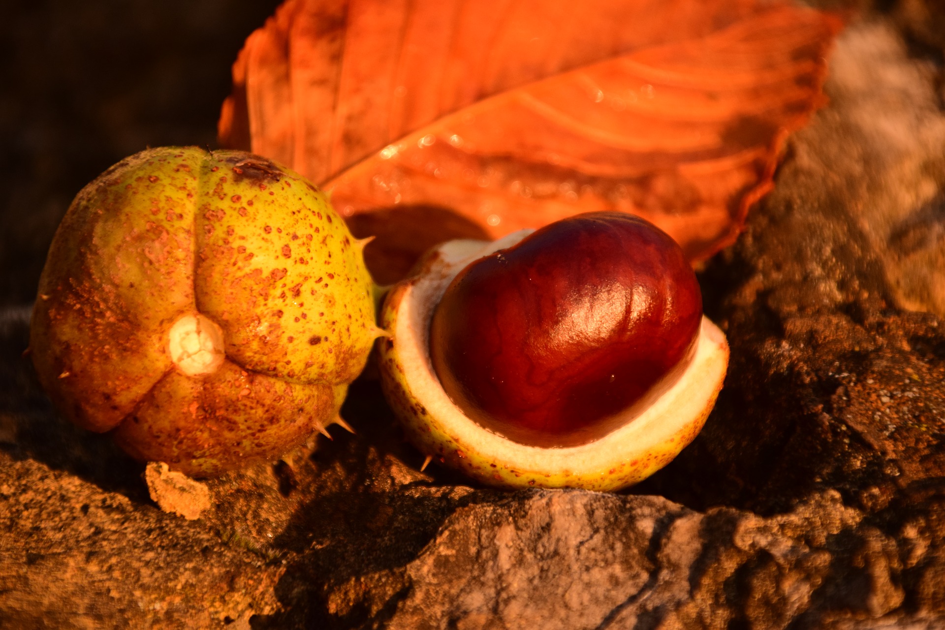 Horse chestnut seeds