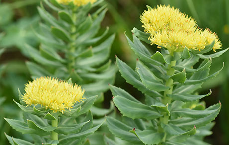 Rhodiola Rosea